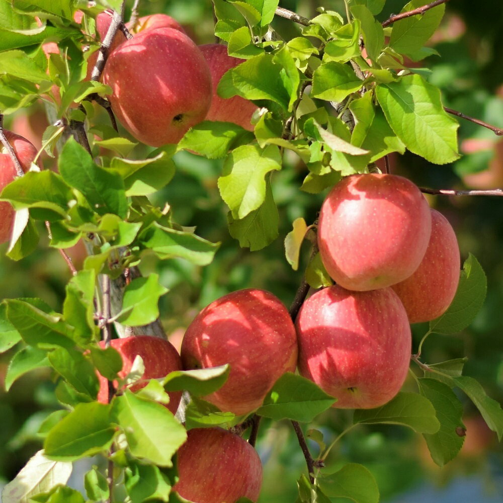 【ふるさと納税】《特選～特秀》 りんご 2品種おまかせ 5kg ( 配送時期が選べる 10月～1月)/ 林檎 リンゴ アップル 常温保存 贈り物 ギフト 贈答 秋 旬 果物 くだもの フルーツ 10月 11月 12月 1月 青森県 五所川原市 サムネイル3