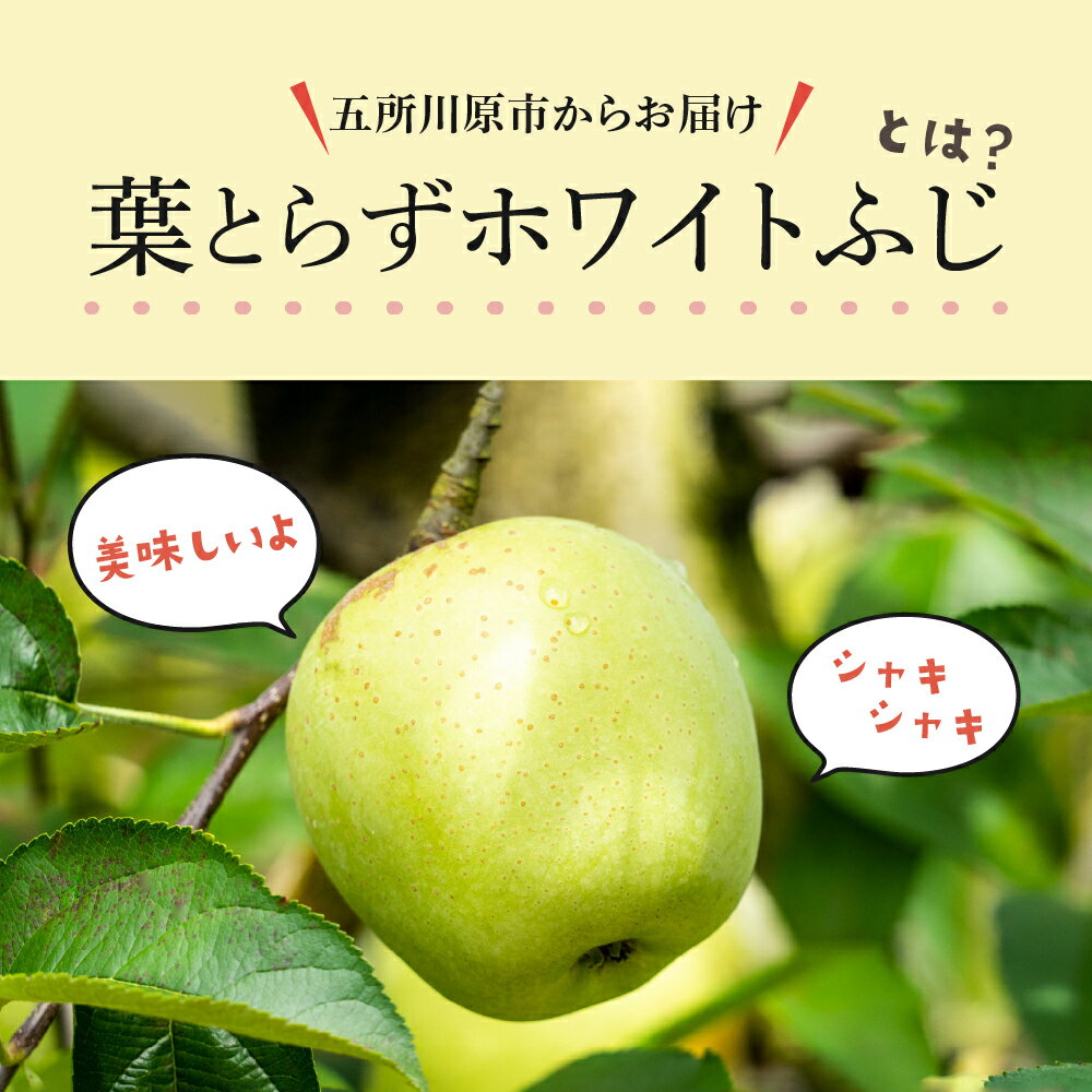 【ふるさと納税】 訳あり 葉とらず ホワイト ふじ りんご 約 3kg / 約 5kg / 約 10kg 《 内容量 と 配送時期 が選べる 》 11月 ／ 12月 青森 産 葉とらずりんご ホワイトふじ ワケアリ リンゴ 訳ありりんご ハトラズホワイト フルーツ 果物 青森県 五所川原市 サムネイル2