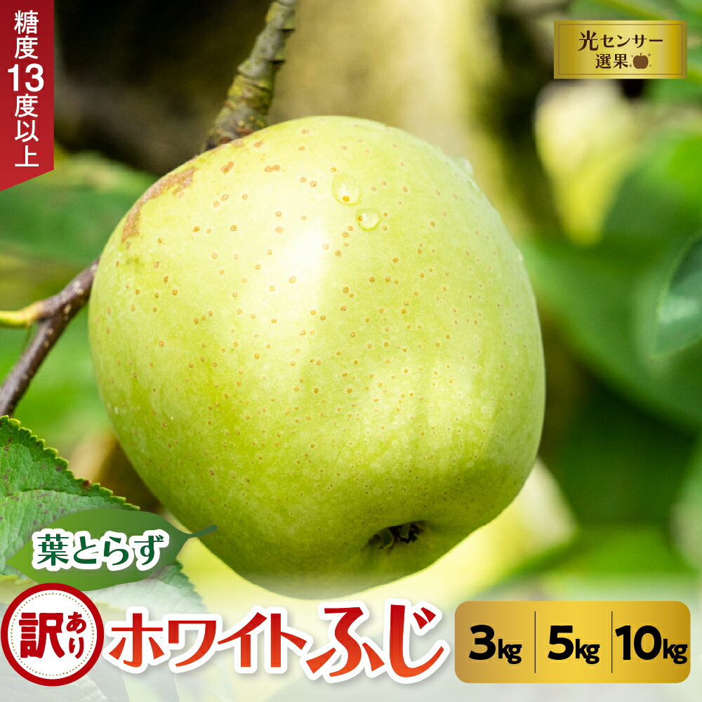 訳あり 葉とらず ホワイト ふじ りんご 約 3kg / 約 5kg / 約 10kg 《 内容量 と 配送時期 が選べる 》 11月 ／ 12月 青森 産 葉とらずりんご ホワイトふじ ワケアリ リンゴ 訳ありりんご ハトラズホワイト フルーツ 果物 青森県 五所川原市