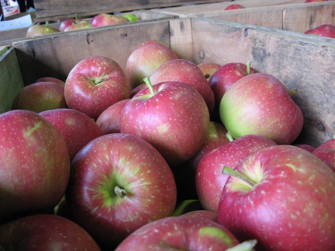 【ふるさと納税】【選べる配送時期】【訳あり】 りんご 約 10kg サンふじ 青森産 / 不揃い 規格外 くだもの 果物 フルーツ リンゴ 林檎 サンフジ 旬 お取り寄せ 産地直送 送料無料 青森 県 五所川原市 サムネイル2