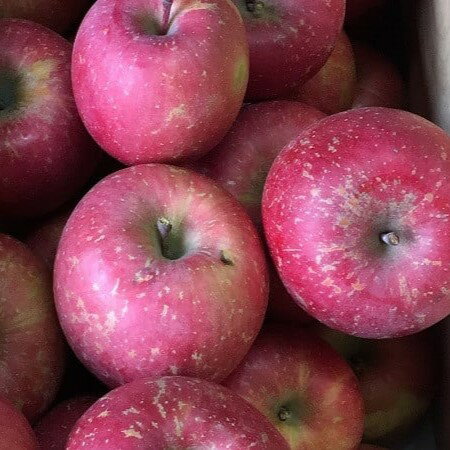 【ふるさと納税】《 先行予約 》【 訳あり 】 サンふじ 5kg ( 配送時期が選べる 12月 1月) / 不揃い 規格外 りんご 林檎 アップル 常温保存 秋 旬 果物 くだもの フルーツ 国産 常温保存 青森県 五所川原市 サムネイル2