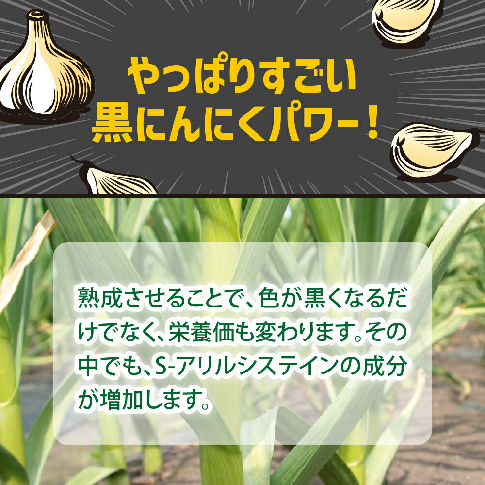 【ふるさと納税】 黒にんにく 500g バラ 黒ニンニク にんにく 国産 青森県 五所川原市 ニンニク 大蒜 ガーリック 野菜 薬味 ハーブ - 画像3