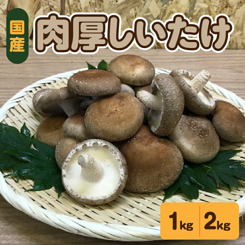 国産 肉厚 しいたけ 1kg (500g×2袋) or 2Kg (500g×4袋) 青森 新規就農者応援 【 きのこ 椎茸 シイタケ 肉厚しいたけ 】野菜 やさい 青森 五所川原