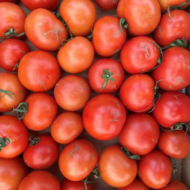 むつ市産　寅福菜園の「サステナブルトマト」訳あり4kg