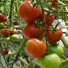 【ふるさと納税】むつ市産　寅福菜園のサステナブルトマト　4kg　トマト - 画像2