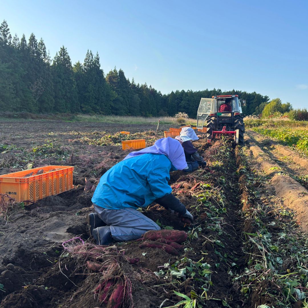 【ふるさと納税】【期間限定発送】土付き　農家直送　紅はるか　3kg　さつまいも - 画像2