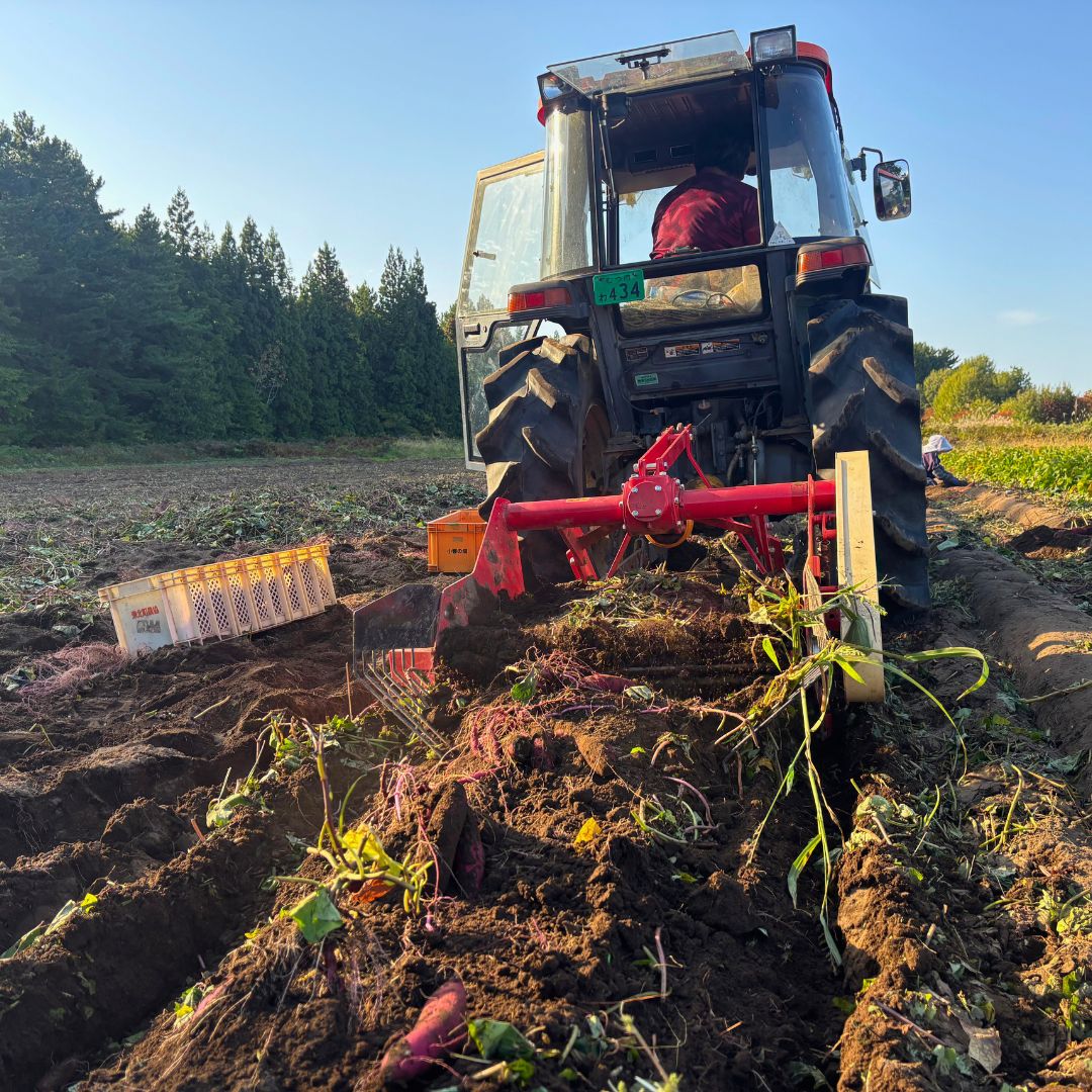 【ふるさと納税】【期間限定発送】土付き　農家直送　さつまいも3種詰合せ　3kg　紅はるか　農家おまかせ - 画像2