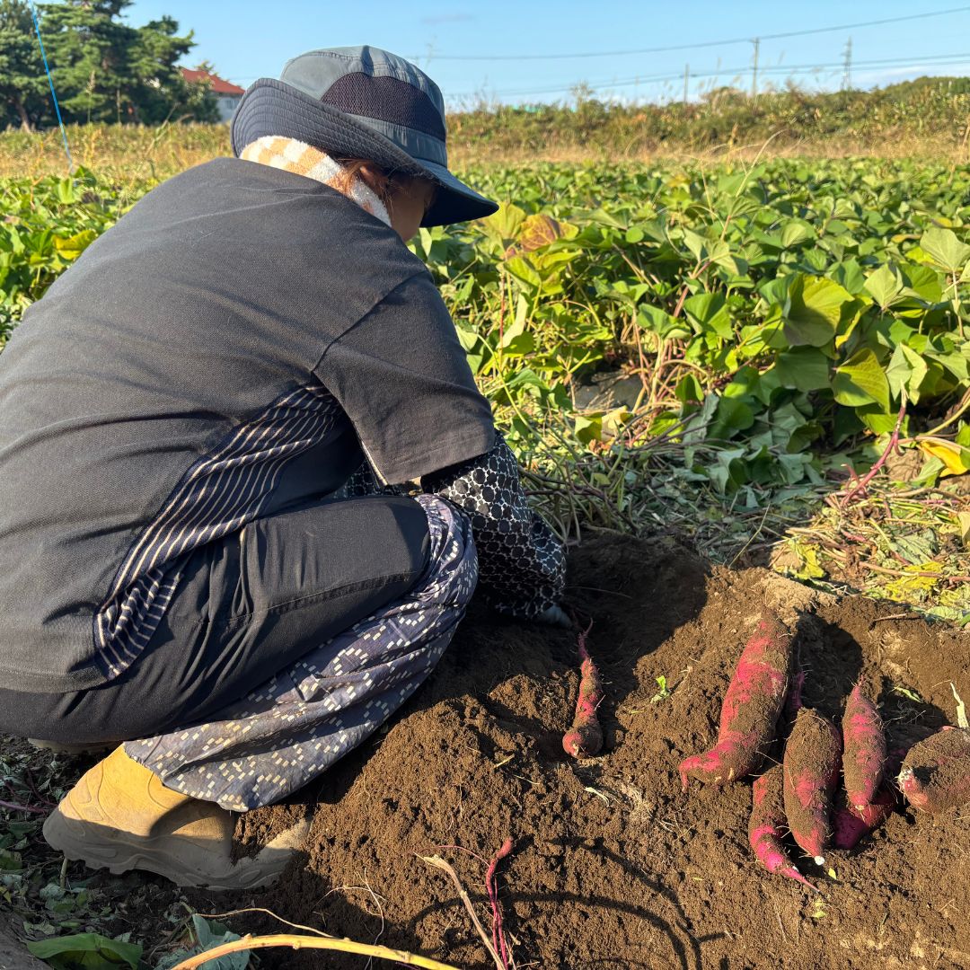 【ふるさと納税】【期間限定発送】土付き　農家直送　さつまいも3種詰合せ　3kg　紅はるか　農家おまかせ - 画像3