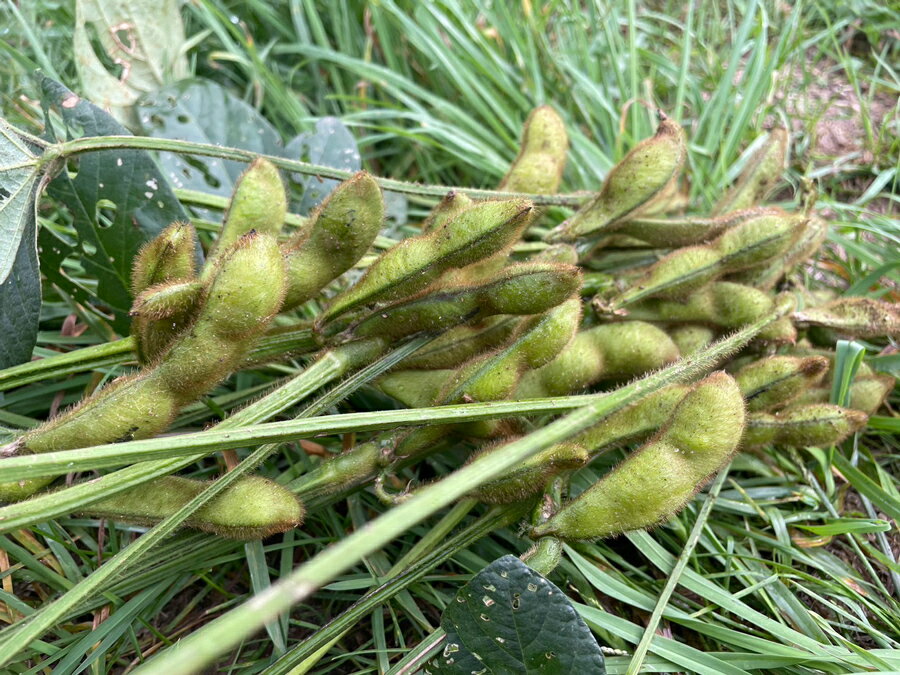 【ふるさと納税】農園 葉菜言葉のおいしい毛豆 600g 令和8年産｜青森県産 枝豆 ブランド枝豆 おつまみ 大粒豆 けまめ えだまめ 2026年産 [0532] - 画像2