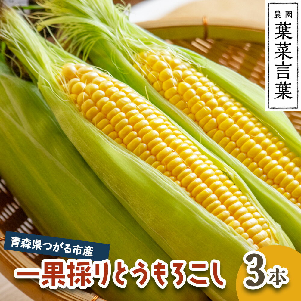 葉菜言葉の一果採りとうもろこし (3本 約1kg) 令和8年産｜2026年産 とうもろこし トウモロコシ コーン 旬の野菜 夏 サラダ やさい 冷蔵 産直 農家直送 新鮮 [0638]