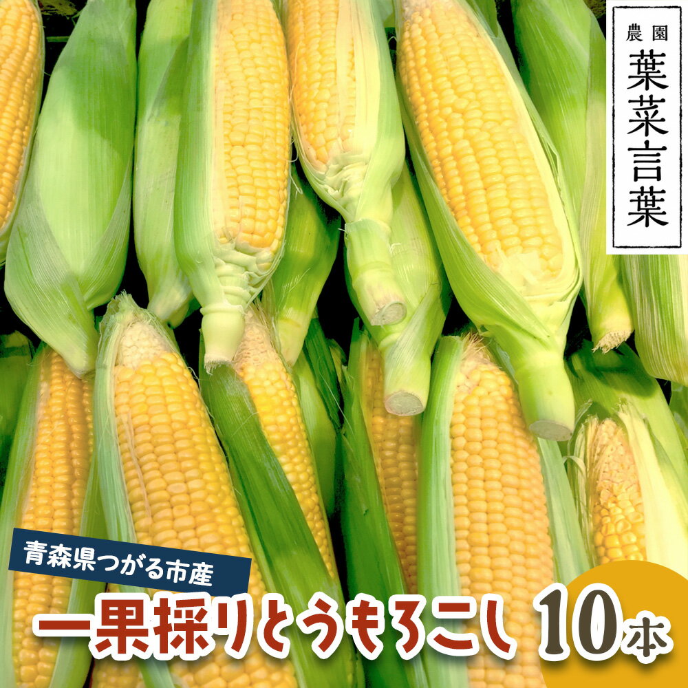 葉菜言葉の一果採りとうもろこし (10本 約3.5kg) 令和8年産｜2026年産 とうもろこし トウモロコシ コーン 旬の野菜 夏 サラダ やさい 冷蔵 産直 農家直送 新鮮 [0639]
