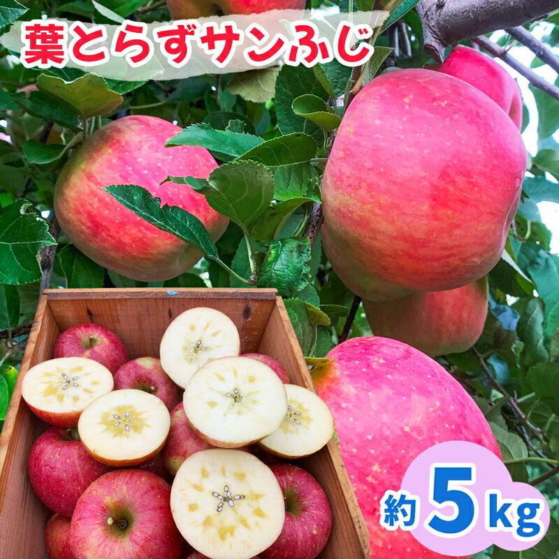 完熟！葉とらずサンふじ 5kg｜青森産 青森りんご りんご リンゴ 林檎 果物 フルーツ さんふじ サンフジ 令和7年 2025年 [0891]