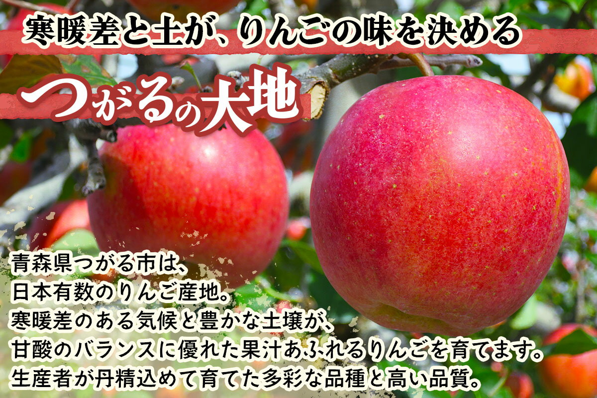 【ふるさと納税】[訳あり] りんご サンふじ｜令和7年産 2025年産 青森 津軽 つがる りんご リンゴ 林檎 サンふじ サンフジ さんふじ 訳あり 訳アリ わけあり ワケアリ 家庭用 果物 フルーツ 旬 青森りんご ふるさと納税 [0838-0839] - 画像2