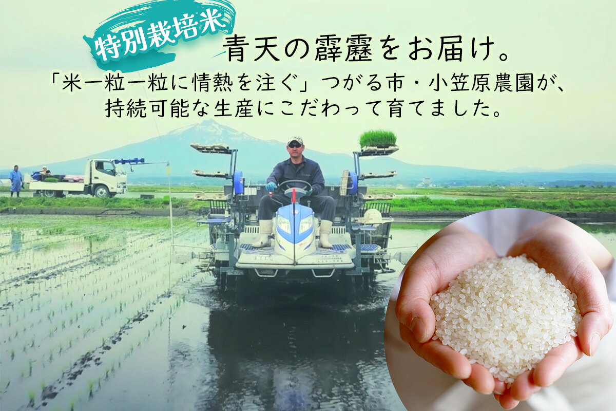 【ふるさと納税】青天の霹靂 (特別栽培米) 白米10kg 令和7年産 青森県産米 [お申込み後に精米]｜2025年産 つがる市 お米 米 こめ コメ へきれき 白米 精米 特栽米 ブランド米 ふるさと納税 [0899] - 画像3