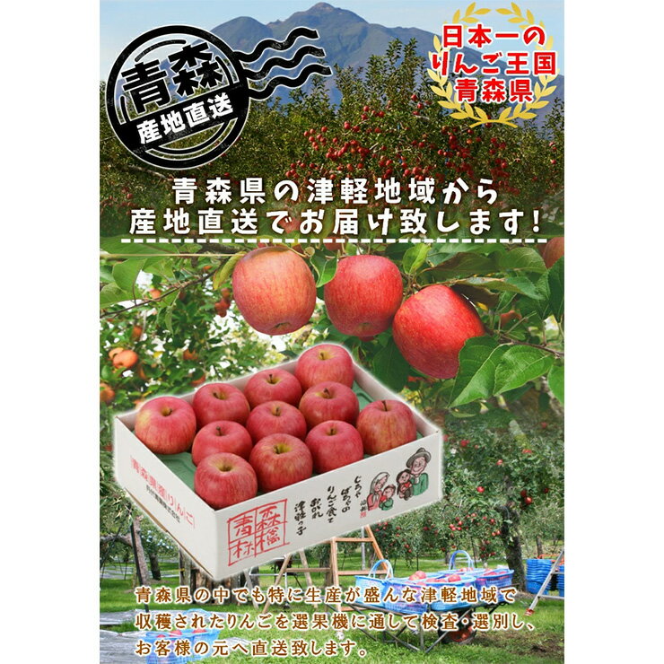 【ふるさと納税】家庭用りんご サンふじ 見た目にわけあり 味はそのまま｜令和7年産 2025年産 青森 津軽 つがる りんご リンゴ 林檎 サンフジ 訳あり 訳アリ 果物 旬 青森りんご [0838-0839] サムネイル2