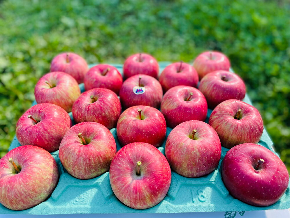 【ふるさと納税】りんご サンふじ 約5kg (14玉から18玉) 青森産 つがる市【2025年11月下旬より順次発送】｜青森県産 津軽 つがる リンゴ 果物 フルーツ 青森 ふじ さんふじ サンフジ 令和7年 2025年 [0612] サムネイル2
