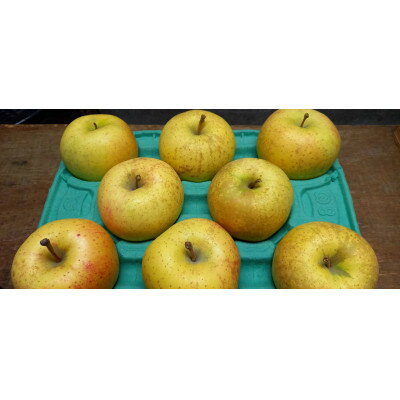 【ふるさと納税】サン金星　家庭用　3kg(8～12個)【配送不可地域：離島・沖縄県】【1328621】 サムネイル3