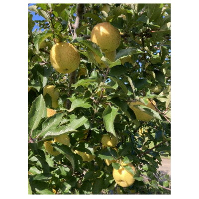 サン金星　家庭用　5kg(13～20個)【配送不可地域：離島・沖縄県】【1328623】