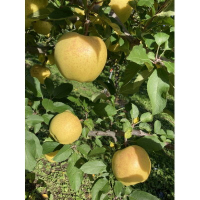 【ふるさと納税】サン金星　家庭用　5kg(13～20個)【配送不可地域：離島・沖縄県】【1328623】 サムネイル2