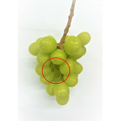 【ふるさと納税】【訳あり】シャインマスカット2～3房　約1kg【配送不可地域：離島・沖縄県】【1454125】 サムネイル3