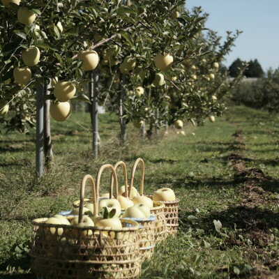 【ふるさと納税】【産地直送】シナノゴールド 家庭用 3kg(7～10個)【配送不可地域：離島・沖縄県】【1663950】 サムネイル3