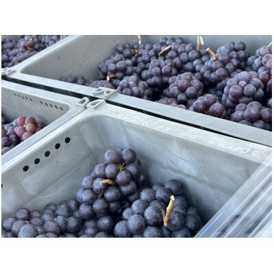 【ふるさと納税】【青森のワイナリー　サンマモルワイナリー】津軽ワイン　白・ロゼ2本セット【1098381】 サムネイル3