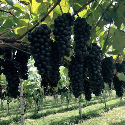 【ふるさと納税】【青森のワイナリー　サンマモルワイナリー】津軽ワイン　白2本セット【1509046】 サムネイル2