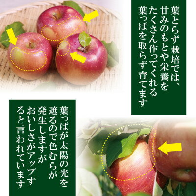 【ふるさと納税】平均糖度13度以上! 葉とらずサンふじ 約10kg おもてなし用【配送不可地域：離島・沖縄県】【1667873】 サムネイル2