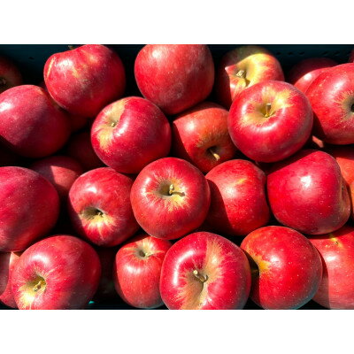 【ふるさと納税】紅玉 約10kg 訳あり【配送不可地域：離島・沖縄県】【1667972】 サムネイル2