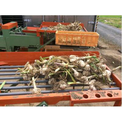 【ふるさと納税】青森県産ホワイト六片種にんにく 1kg 大玉 (贈答用)【1635387】 - 画像3