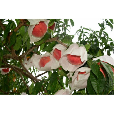 【ふるさと納税】【2026年発送】田舎館村産　桃(川中島白桃)5kg【配送不可地域：離島】【1647957】 サムネイル3