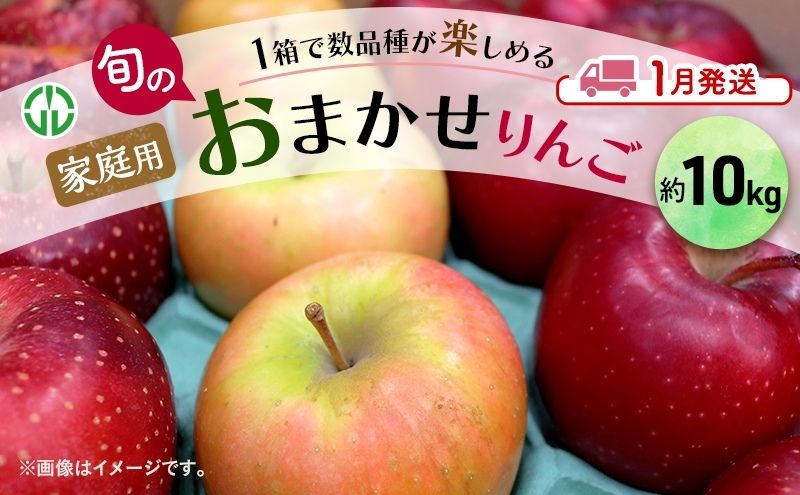 【ふるさと納税】りんご 【 1月発送 】 家庭用 旬のりんご 品種おまかせ 約 10kg 2種類～4種類　お届け：2026年1月6日～2026年1月30日 サムネイル2