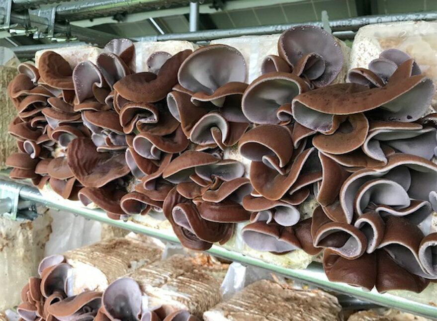 【ふるさと納税】乾燥きくらげ（30g）×3袋 きのこ キクラゲ 木耳 食品 おかず 野菜 青森県 七戸町　【02402-0425】 - 画像2