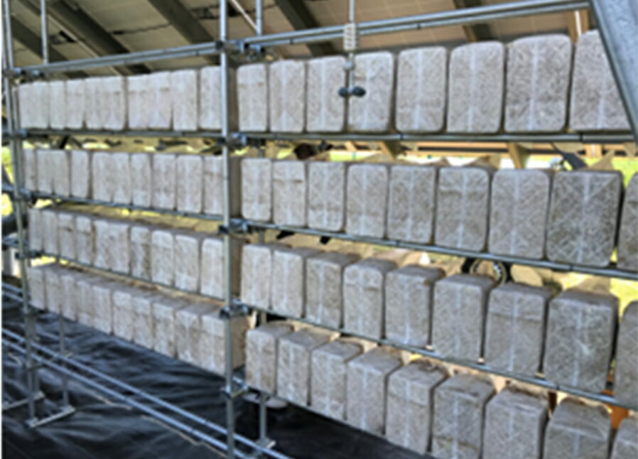 【ふるさと納税】乾燥きくらげ（30g）×3袋 きのこ キクラゲ 木耳 食品 おかず 野菜 青森県 七戸町　【02402-0425】 - 画像3