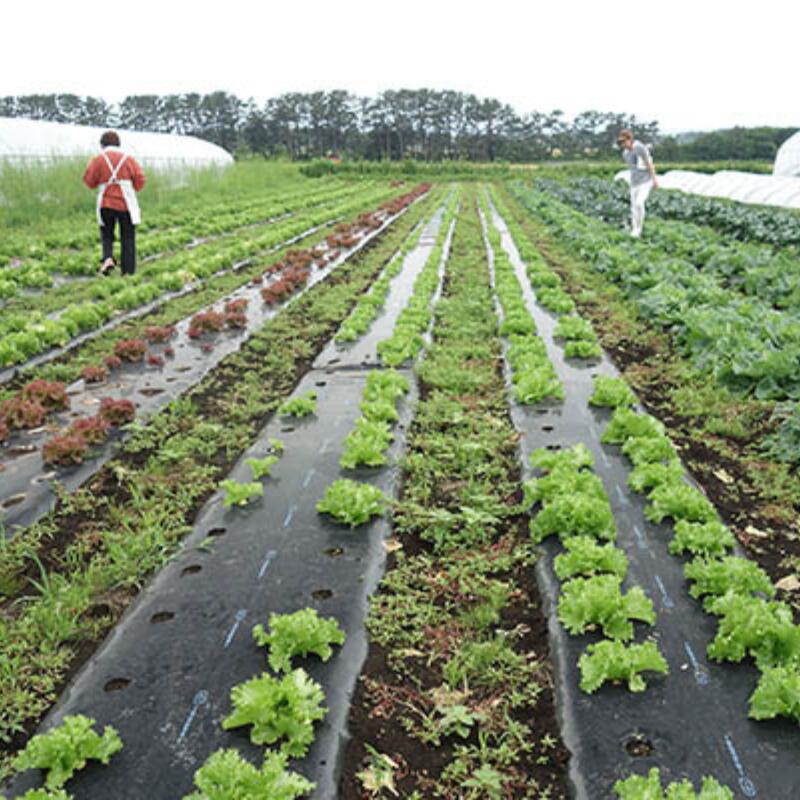 【ふるさと納税】農家直送　有機JAS季節の野菜4～6品目詰め合わせセット - 画像2