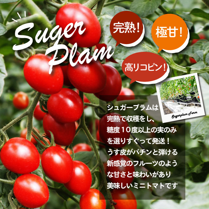 【ふるさと納税】青森県六ヶ所村産トマト シュガープラム 1.6g（200g×8P） 野菜 国産 ミニトマト サラダ パスタ 旬 新鮮 甘い グルメ お取り寄せ ギフト 訳あり お歳暮 返礼品 六ヶ所村 青森 送料無料 【あおもり花工房】 - 画像2