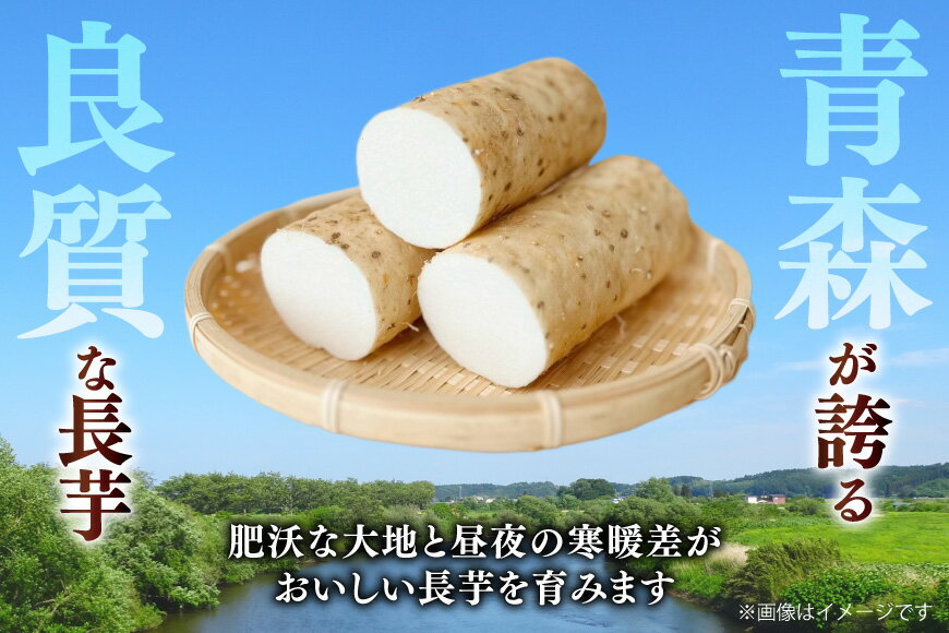 【ふるさと納税】 長芋 まほろば長芋 2L サイズ 5〜6本 約 5kg [柏崎青果 青森県 おいらせ町 oi02ayo620005] ながいも 長いも 5キロ とろろ - 画像3
