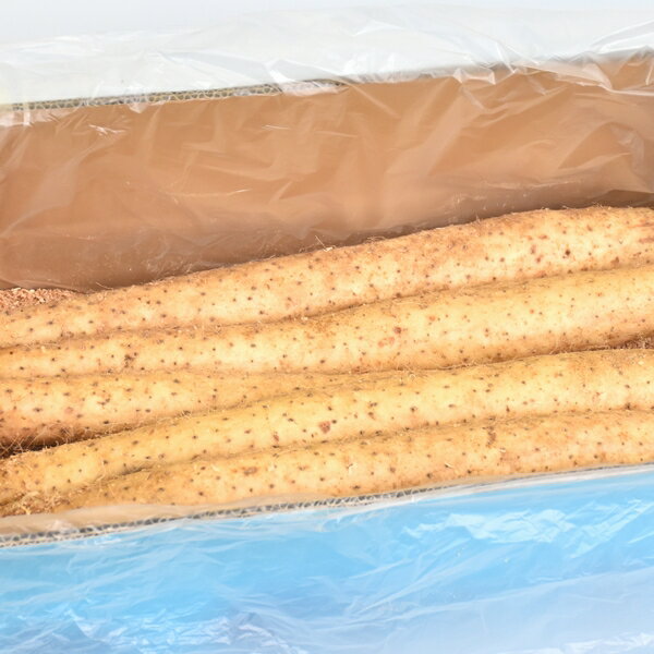 滋養強壮に！「長いも」約5kg【先行予約】※12月上旬頃より順次発送予定※ 青森県産 ながいも 山芋 いも とろろ ねばり 薬味 野菜 健康 健康食品 滋養強壮 送料無料