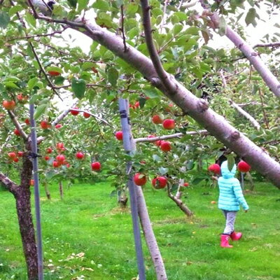 【ふるさと納税】【青森ごのへ産】味に自信 りんご サンふじ 約5kg【配送不可地域：離島・沖縄県・中国・四国・九州】【1034082】 サムネイル2