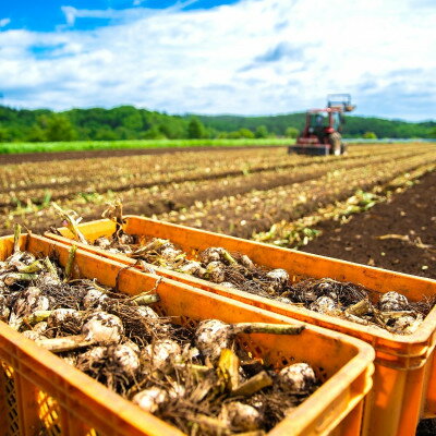 【ふるさと納税】幻の旬!青森ごのへ町産　掘りたて土付き「生」にんにく　Lサイズ以上　約1.5kg【配送不可地域：離島・沖縄県】【1599840】 - 画像2
