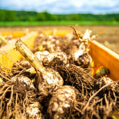 【ふるさと納税】【先行予約:2026年7月より発送】青森ごのへ町産にんにく　家庭用土付き　Lサイズ以上　約4.5kg【配送不可地域：離島・沖縄県】【1599842】 - 画像2