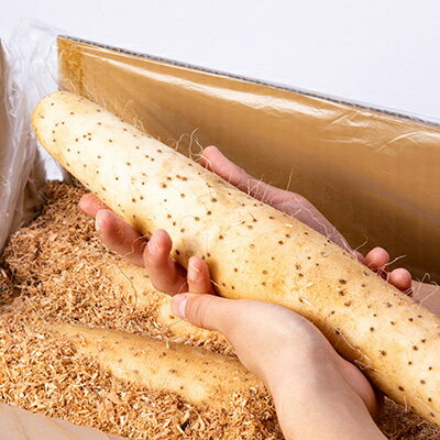 【ふるさと納税】【青森県五戸町特産】長芋　10kg【配送不可地域：離島・沖縄県】【1017943】 - 画像2