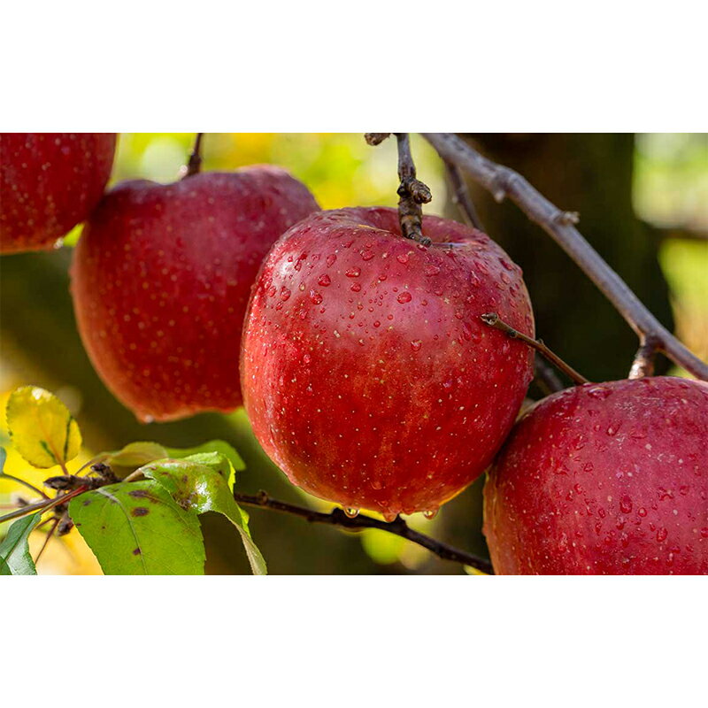 【ふるさと納税】 《選べる容量》サンふじ 特選（大玉） 約3kg・約5kg 【留長果樹園】 青森りんご りんご リンゴ 林檎 アップル ふじ フルーツ 果物 くだもの あおもり 青森 青森県 南部町 三戸 南部 F21U-213var サムネイル3