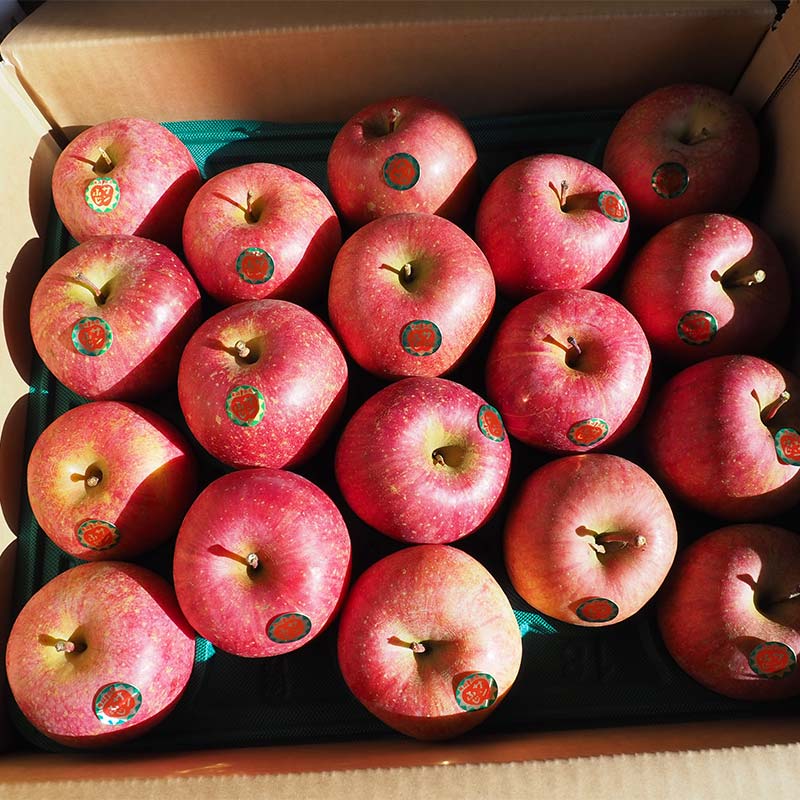 【ふるさと納税】 青森りんご サンふじ (大・中・小混合) 約10kg 【西村農園】 リンゴ 林檎 アップル あおもり 青森 青森県 南部町 三戸 南部 果物 くだもの フルーツ 3kg 5kg 以上 F21U-218 サムネイル3