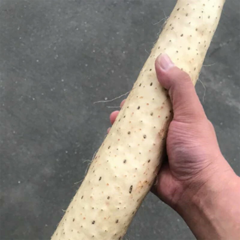 【ふるさと納税】青森県産 長いも　サクサク千切り 600g(100g×6パック) 【なんぶ農援】便利な小分けパック　無添加 F21U-258 - 画像3