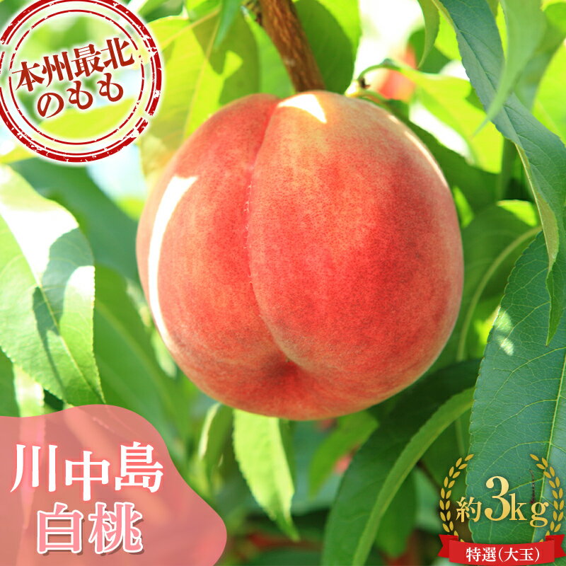 ≪先行予約≫ もぎたて発送 川中島白桃 特選 (大玉) 約3kg (7～11個) 【誠果園】 白桃 桃 もも モモ 青森県 南部町 三戸 南部 果物 くだもの フルーツ F21U-296