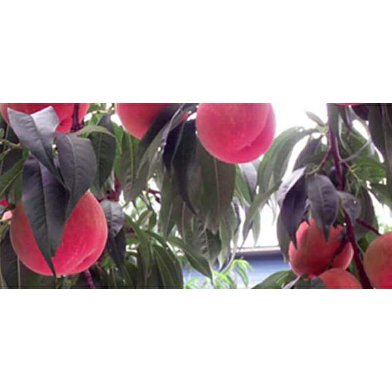 【ふるさと納税】 ≪先行予約≫ もぎたて発送 川中島白桃 特選 (大玉) 約3kg (7～11個) 【誠果園】 白桃 桃 もも モモ 青森県 南部町 三戸 南部 果物 くだもの フルーツ F21U-296 サムネイル3