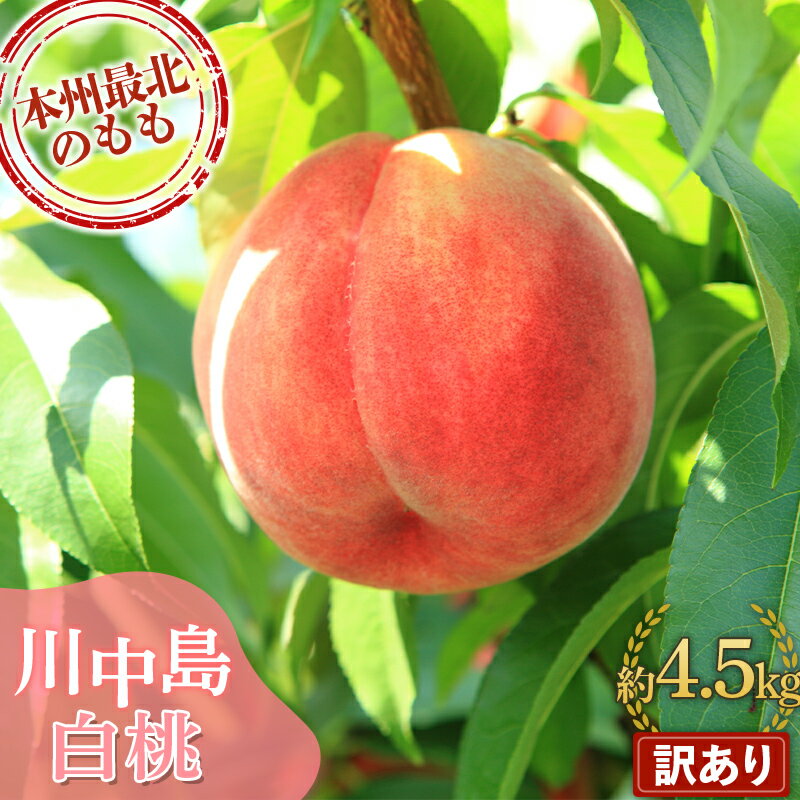 【訳あり】 ≪先行予約≫ もぎたて発送 川中島白桃 約4.5kg (10～18個) 【誠果園】 家庭用 規格外 わけあり ワケアリ 訳アリ 白桃 桃 もも モモ 青森県 南部町 三戸 南部 果物 くだもの フルーツ F21U-297