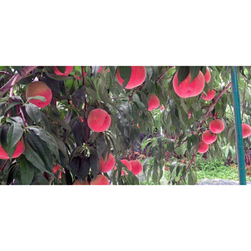 【ふるさと納税】 【訳あり】 ≪先行予約≫ もぎたて発送 川中島白桃 約4.5kg (10～18個) 【誠果園】 家庭用 規格外 わけあり ワケアリ 訳アリ 白桃 桃 もも モモ 青森県 南部町 三戸 南部 果物 くだもの フルーツ F21U-297 サムネイル2