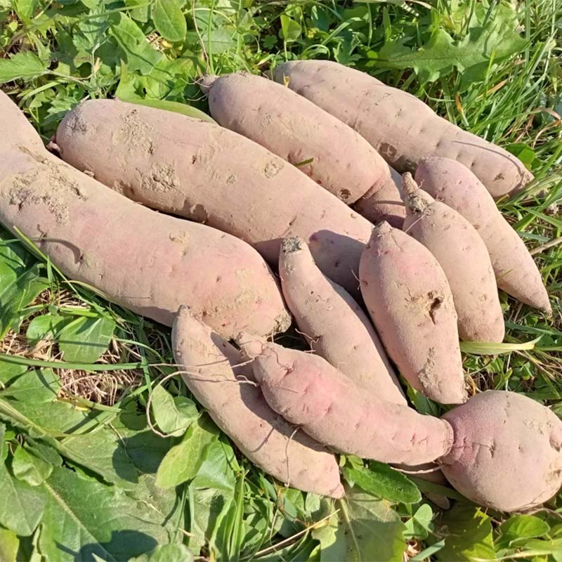 【ふるさと納税】 有機認証 自然栽培 さつまいも（紅はるか） 約2kg 【むがし農園】 サツマイモ 薩摩芋 焼芋 やきいも 焼きいも スイーツ おやつ デザート オーガニック F21U-375 - 画像2